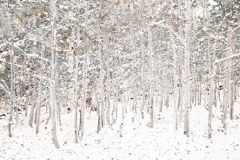 White Snow Wonderland by Shelley Lake art print