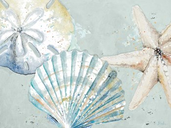 Beach Shells by Patricia Pinto art print