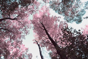Blooming Cherry Blossom by Kali Wilson art print