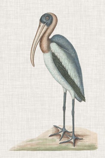 Catesby Heron IV by Marc Catesby art print