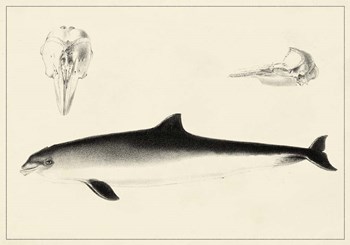 Antique Dolphin Study II art print