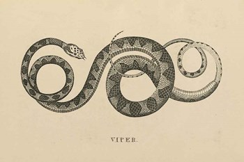 Vintage Viper by Wild Apple Portfolio art print