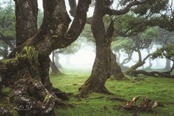 The Old Laurel Trees by Martin Podt art print