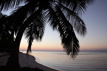 Palm Tree Sunset by Brent Anderson art print