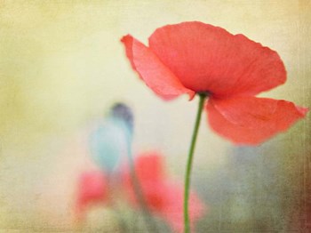 Poppy by Kim Fearheiley art print