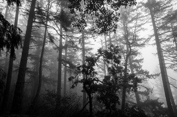 Misty Forest by Tim Oldford art print