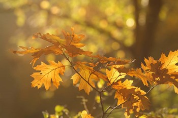 Autumn Light by Roeselien Raimond art print