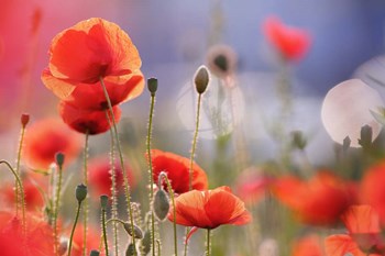 Poppy Delight by Roeselien Raimond art print