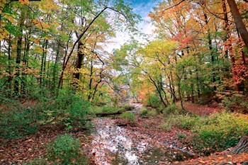 Autumn at Hopkins Pond by John Rivera art print