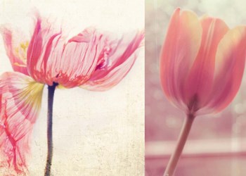 Poppy &amp; Tulip by Myan Soffia art print