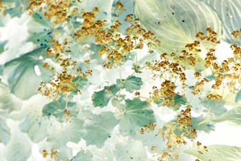Golden Lady&#39;s Mantle by Judy Stalus art print