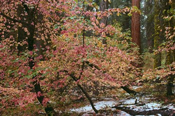 Dogwoods &amp; Sequoia by Alain Thomas art print