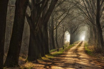 Paths by Lars Van De Goor art print