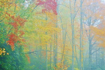 Autumn&#39;s Palette by Steve Vaughn art print