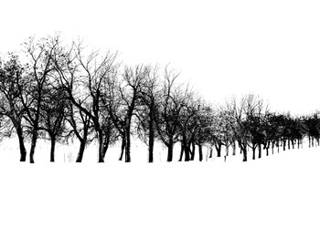 Row of trees in snow by Clive Branson art print