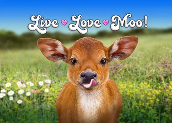 Live Love Moo by Evie Cook art print