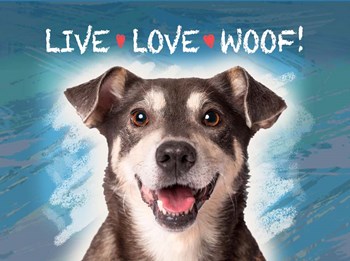 Live Love Woof by Evie Cook art print