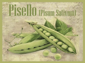 Pisello Pisum Sativum by Guido Borelli art print