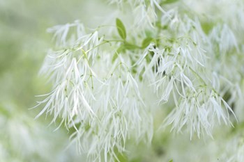 White Fringetree by Jenny Rainbow Fine Art art print