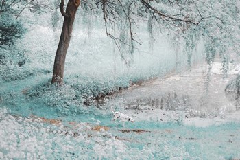 Pond Under the Shadow Willow by Jenny Rainbow Fine Art art print