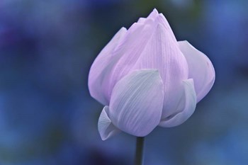 Tender Morning with Lotus by Jenny Rainbow Fine Art art print