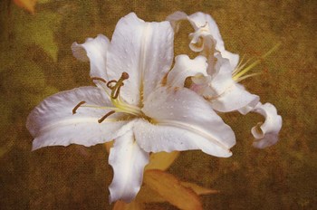 White Llilies by Jenny Rainbow Fine Art art print