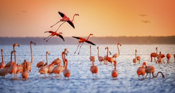 Flamingo Flight by Jonathan Ross art print
