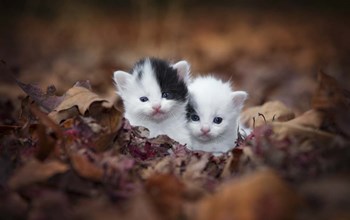 Kitten Twins by Jonathan Ross art print