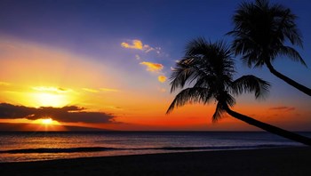 Palm Trees Sunset by Jonathan Ross art print