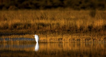Rest Stop by Jonathan Ross art print