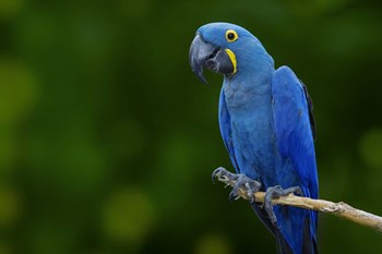 Standing Alone by Jonathan Ross art print