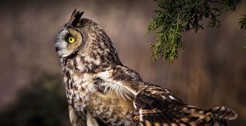 Take Flight by Jonathan Ross art print