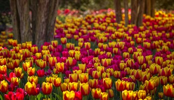 Tulip Sea by Jonathan Ross art print