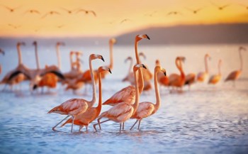 Wading Flamingos by Jonathan Ross art print