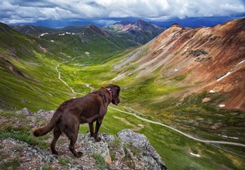 A Dog On An Adventure by Jonathan Ross art print