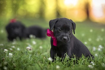 Black Lab Pup 13 by Jonathan Ross art print