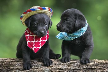 Black Lab Pups 5 by Jonathan Ross art print