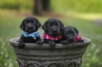 Black Lab Pups 7 by Jonathan Ross art print