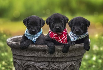 Black Lab Pups 8 by Jonathan Ross art print