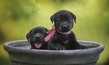 Black Lab Pups 9 by Jonathan Ross art print