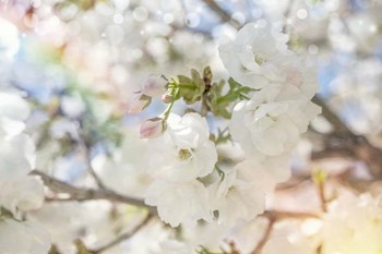 White Spring Blossoms 03 by LightBoxJournal art print