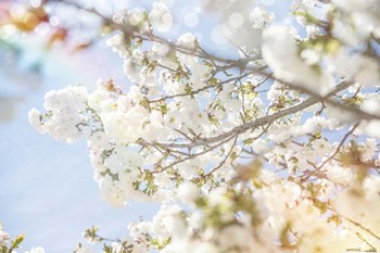 White Spring Blossoms 04 by LightBoxJournal art print