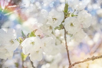 White Spring Blossoms 06 by LightBoxJournal art print