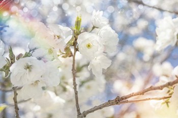 White Spring Blossoms 07 by LightBoxJournal art print