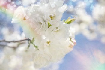White Spring Blossoms 08 by LightBoxJournal art print