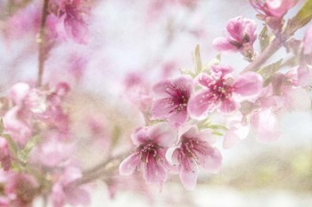 Cherry Pops 01 by LightBoxJournal art print