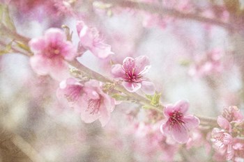 Cherry Pops 06 by LightBoxJournal art print