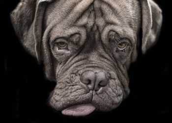 Say What by Lori Hutchison art print