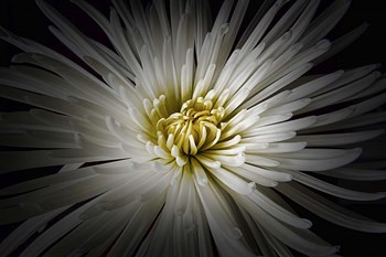 Mum Burst by Lori Hutchison art print