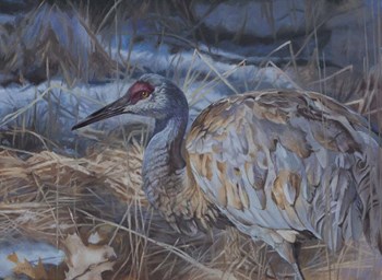 Big Bird by Rusty Frentner art print